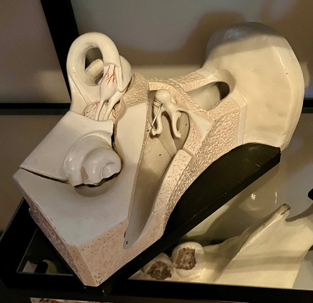 Antiek Anatomisch model (oor) van Bock Steger, Ophalen