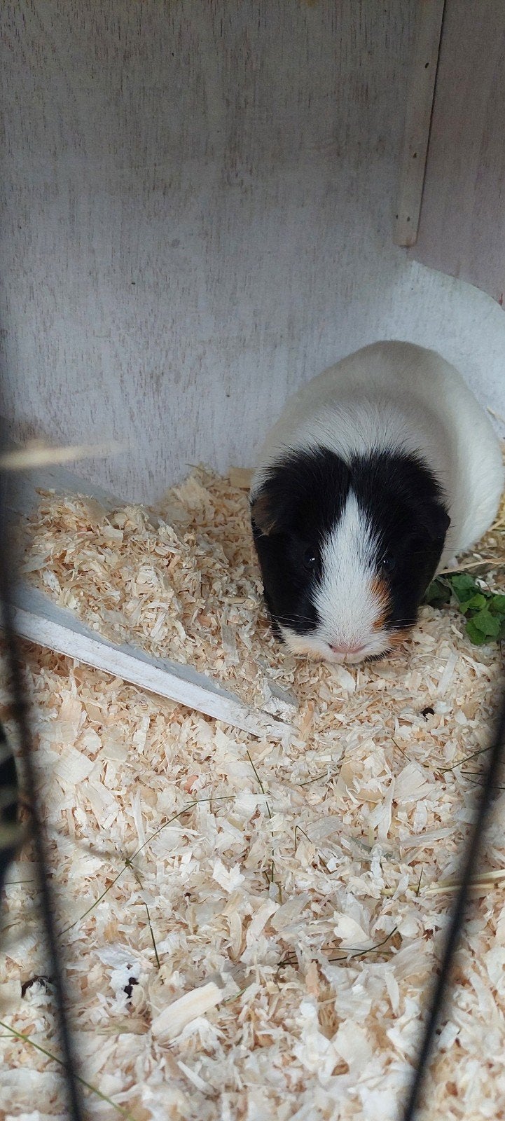 Cavia zeugje/vrouwtje (2 jaar), Dieren en Toebehoren, Cavia, Vrouwelijk, Januari, Tam