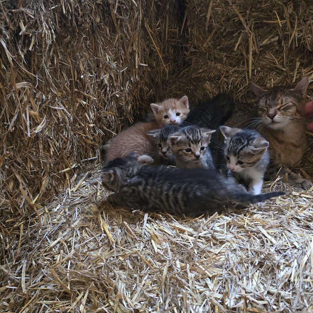 Boerderij kittens katten poezen, Dieren en Toebehoren, Poes, 0 tot 2 jaar