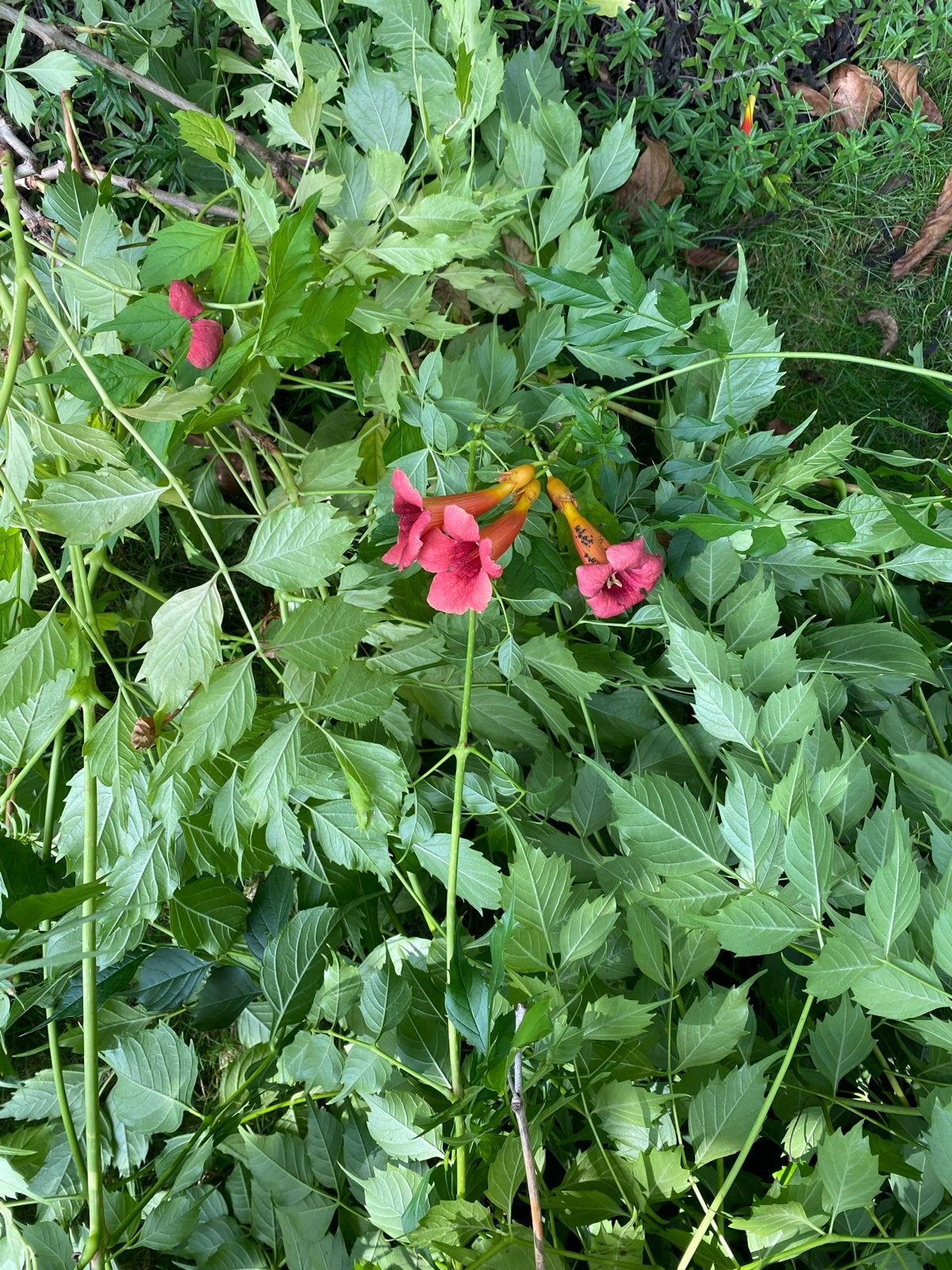 Trompetbloem (Campsis radicans) - Klimplant, Ophalen, Volle zon, Vaste plant, Klimplanten