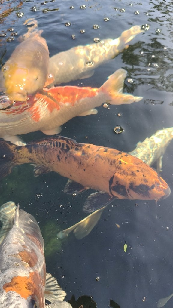 Japanse Doitsu Ki Utsuri., Karper of Koi