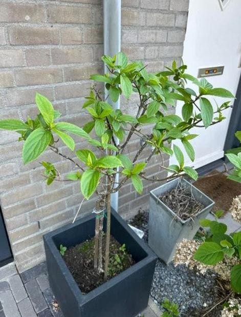 Pluimhortensia op stam, Ophalen, Overige soorten, Volle zon