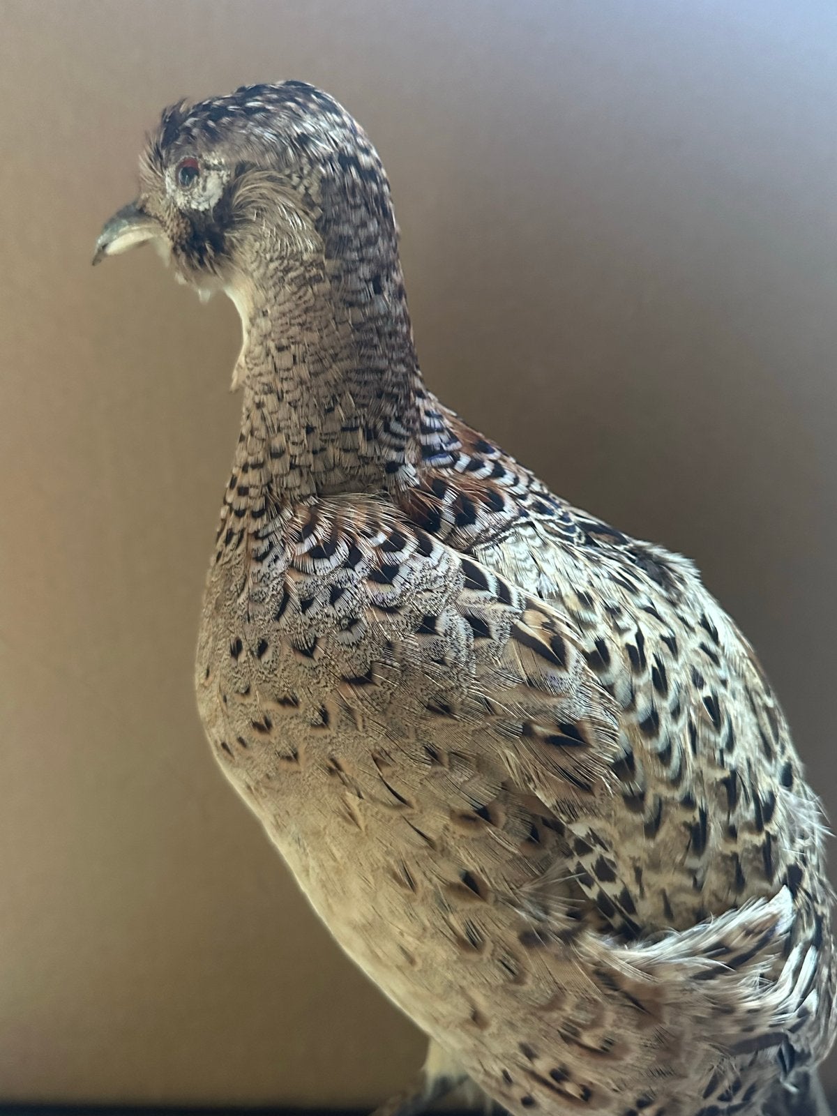 Opgezette fazantenhen / bosfazant taxidermie, Ophalen of Verzenden