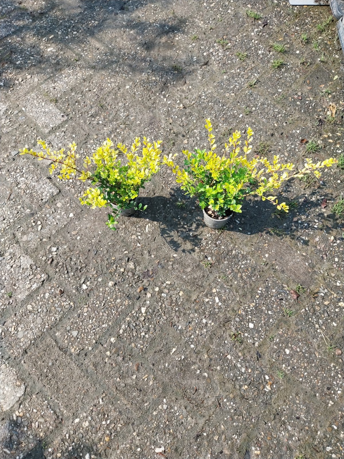Ilex Crenata 'Golden Gem' - Japanse Hulst, Vaste plant, Bloeit niet, Halfschaduw, Ophalen