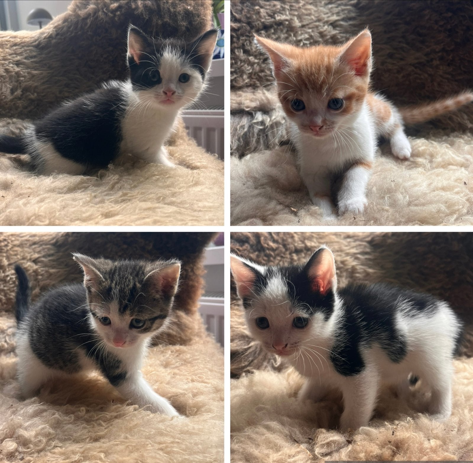 2 nestjes met kittens, Meerdere dieren, Kortharig, 0 tot 2 jaar