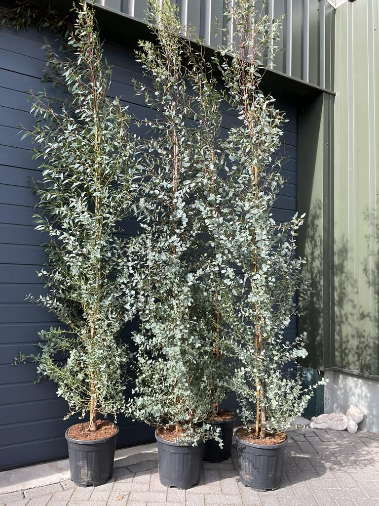 Eucalyptus gunni, Tuin en Terras, Planten | Tuinplanten, Ophalen, Overige soorten, Volle zon