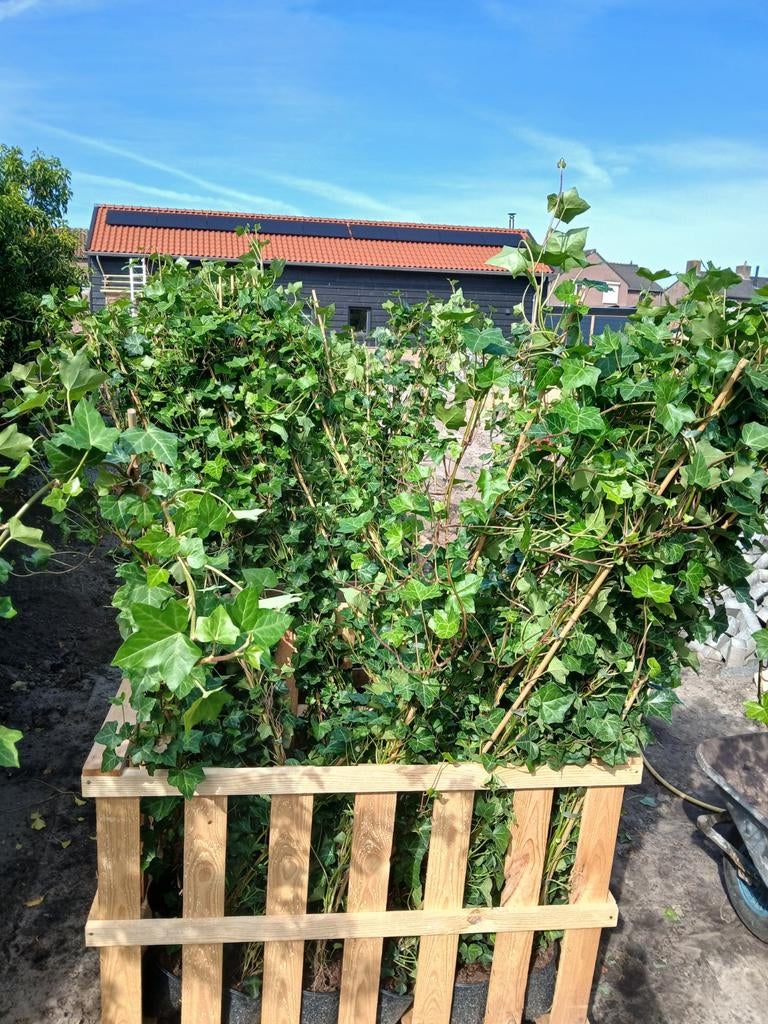 Mooie hedera planten / klimop / hedra 200/240cm lengte, Ophalen, Overige soorten, Haag, 100 tot 250 cm