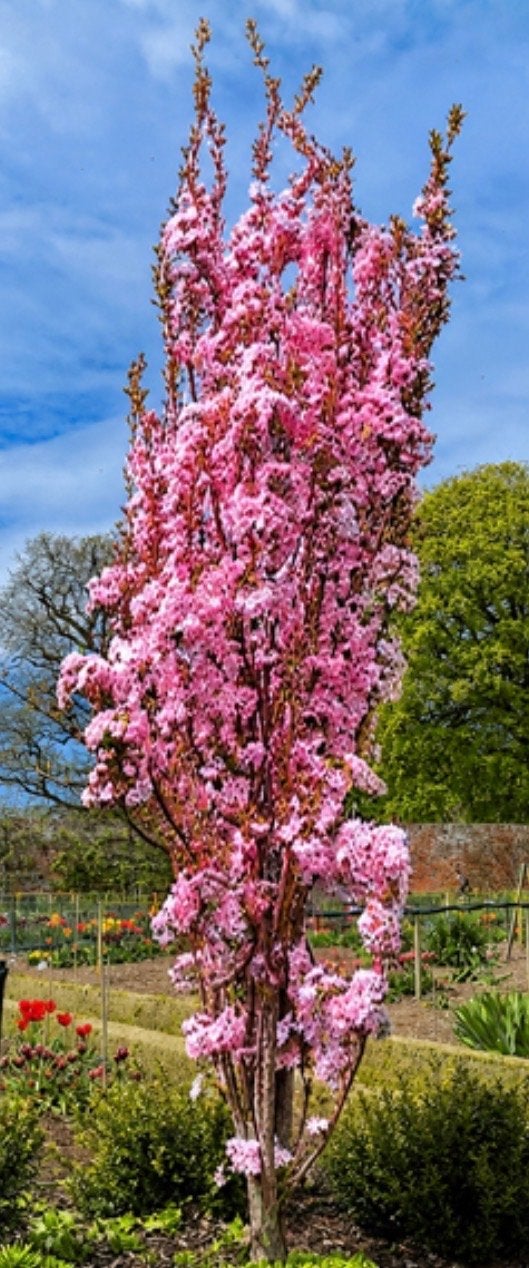 Gezocht: Gratis zuil sierkers (zelf uitspitten), Volle zon, Ophalen of Verzenden, Lente, 250 tot 400 cm
