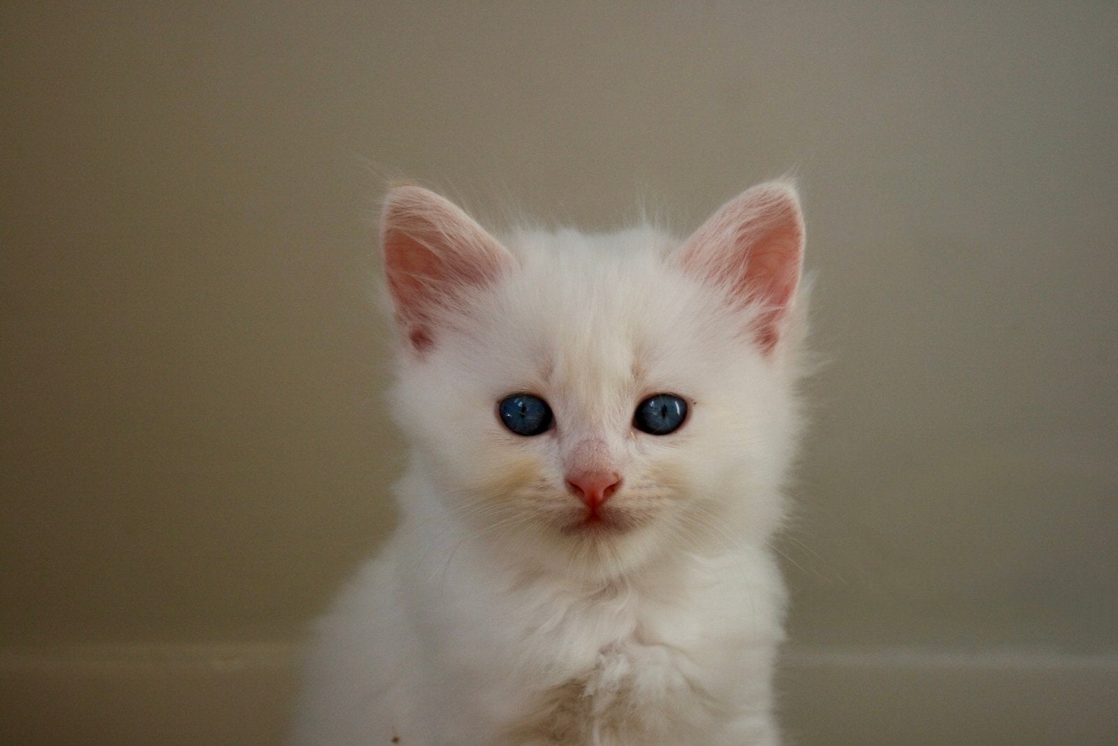 Ragdoll kittens, Kater