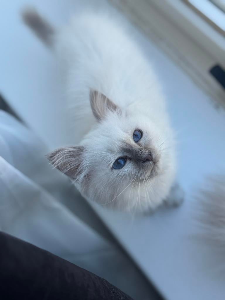 🐾 Prachtige Ragdoll kittens zoeken een liefdevol thuis, Dieren en Toebehoren, Katten en Kittens | Raskatten | Langhaar, Kater