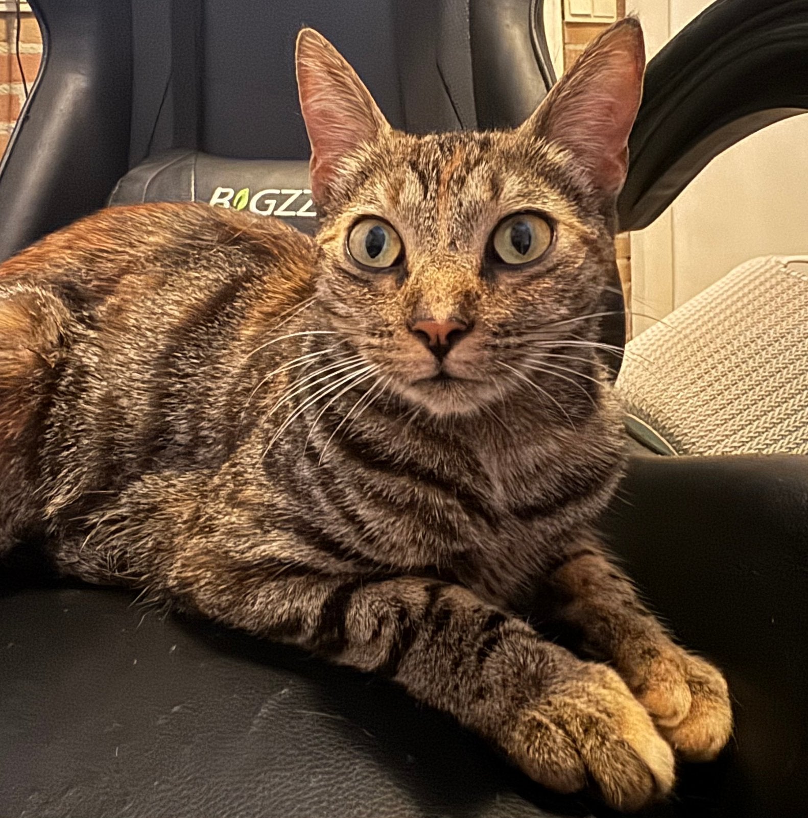Prachtige Toyger kruising poes zoekt een liefdevol thuis, Dieren en Toebehoren, Katten en Kittens | Raskatten | Korthaar, Poes