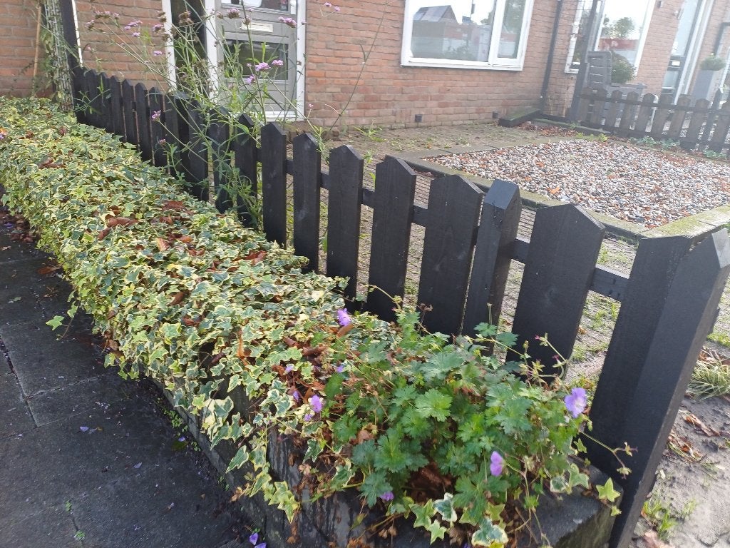 Tuinhekjes, zwart geïmpregneerd, Tuin en Terras, Ophalen, Nieuw, Hout, Tuinhek