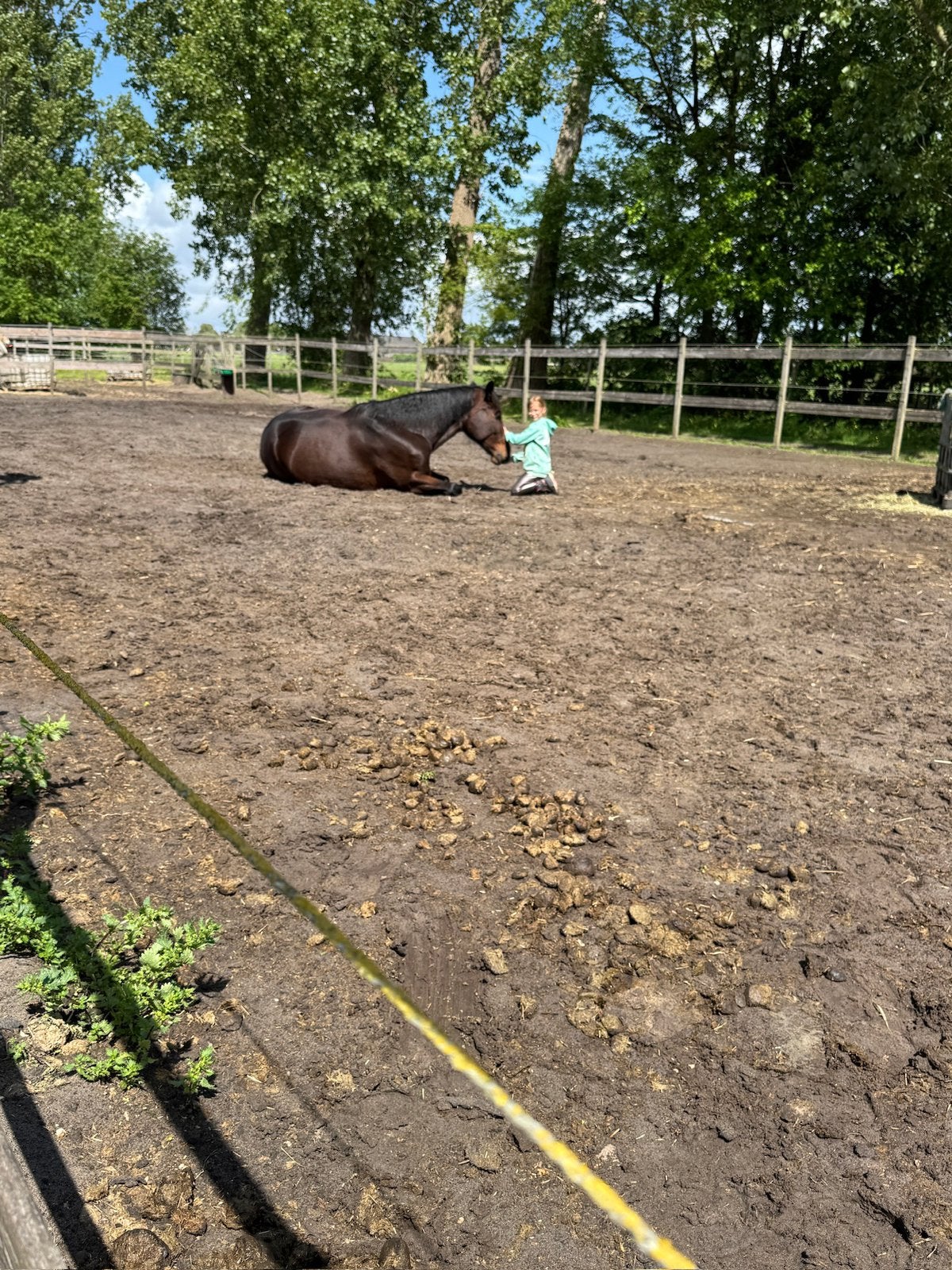 Stalling aangeboden, Dieren en Toebehoren
