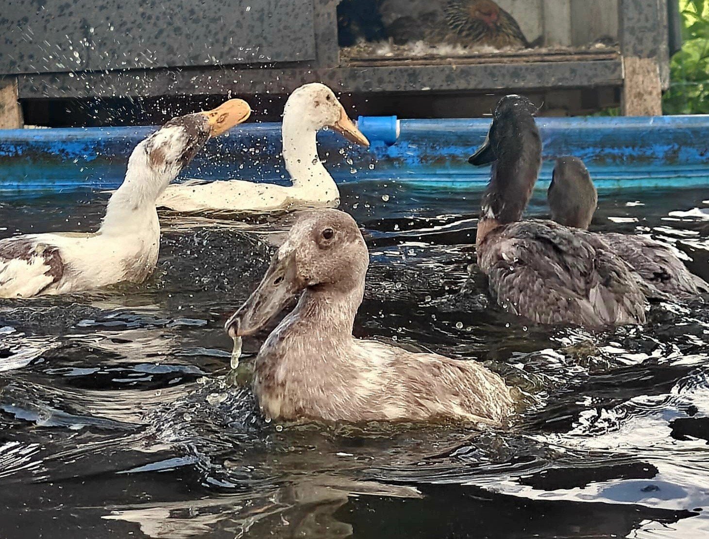 3 tamme loopeend woerden, Mannelijk, Eend