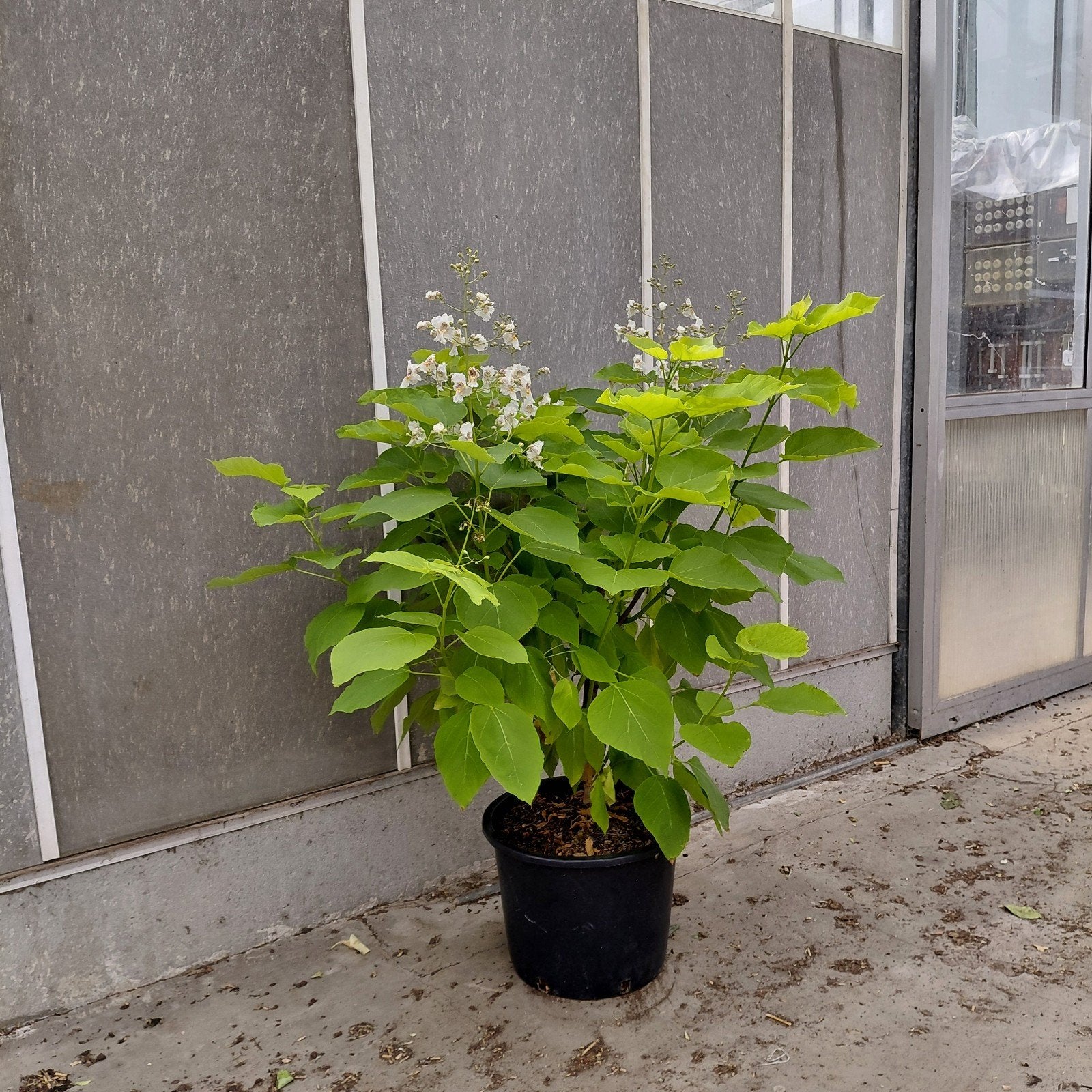 Gele Catalpa 'Aurea' - ca. 150 cm hoog Nu in bloei!, Tuin en Terras, 100 tot 250 cm, Zomer, Volle zon, In pot