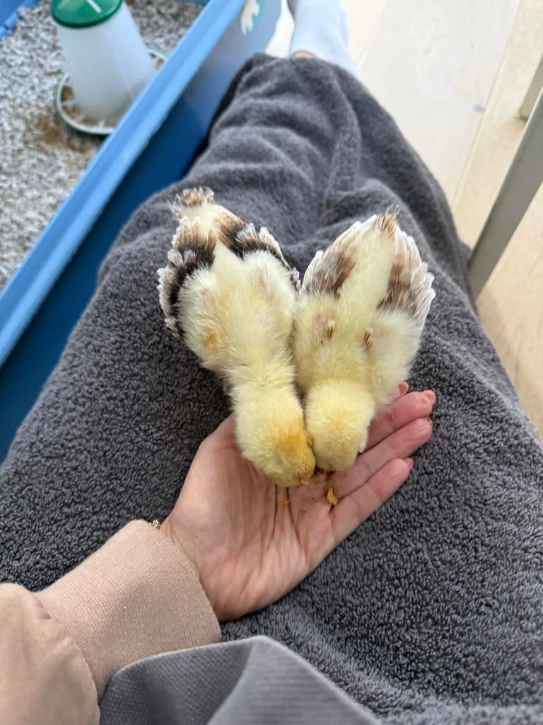 Faverolles kriel kuikens, 3,5 week oud, al handtam, Geslacht onbekend, Kip