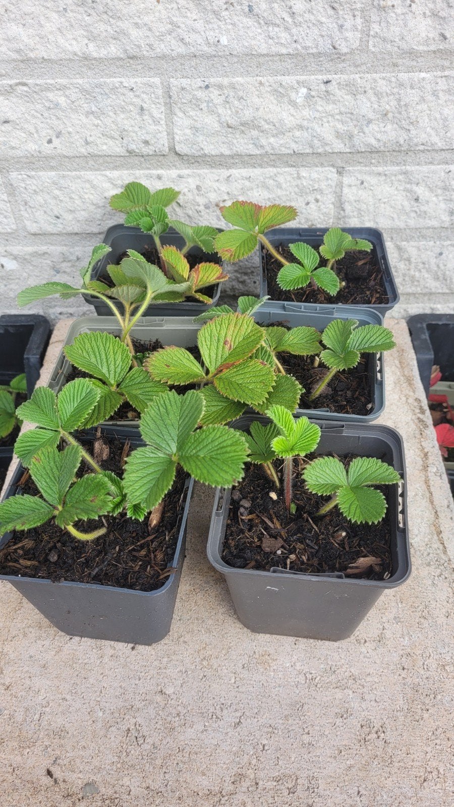 perzik aardbei planten bio, Ophalen, Eenjarig, Groenteplanten, Volle zon