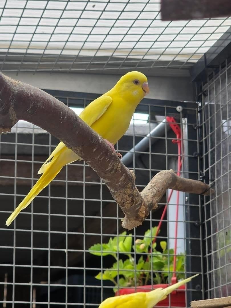 Grasparkiet, Meerdere dieren, Parkiet