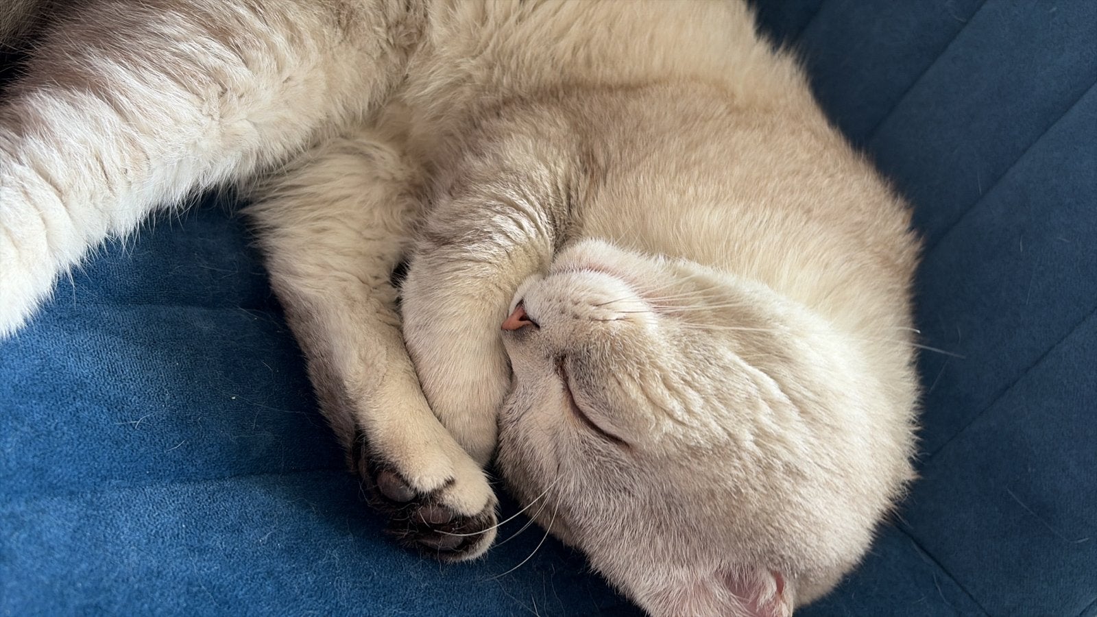 Dekkater, Kater