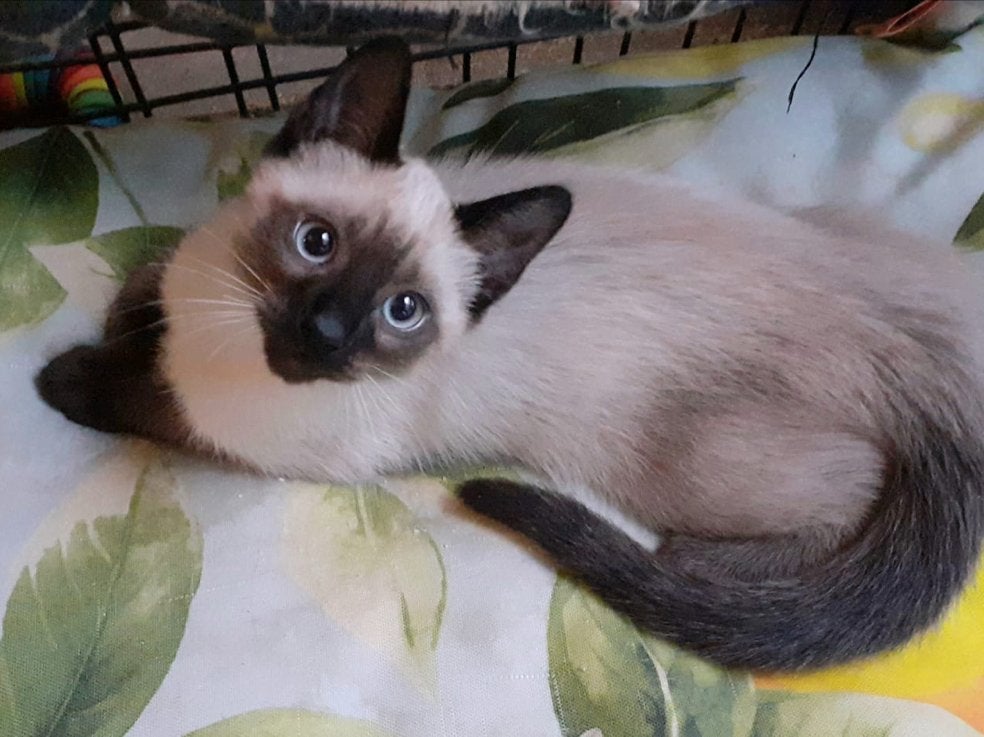 Supermooie siamese kittens, Meerdere dieren, Ingeënt