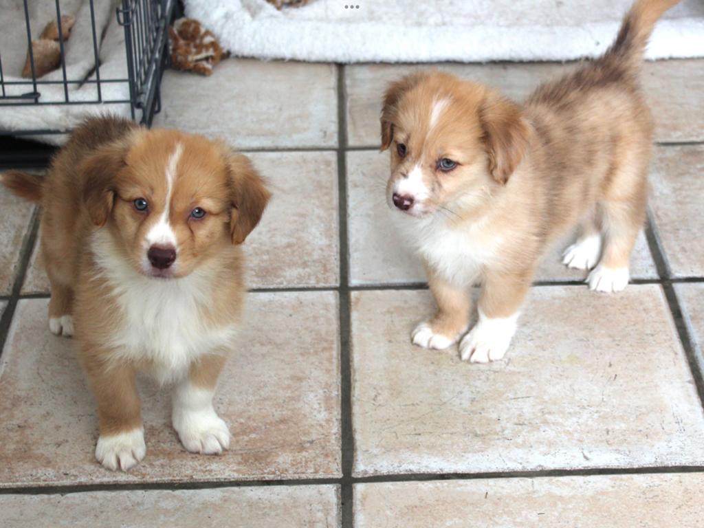 Nova scotia duck tolling retriever x Border collie pups, Dieren en Toebehoren, Nederland, Teef, Labrador retriever, Meerdere