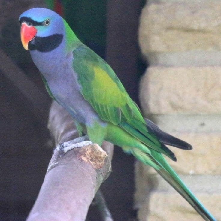 Jonge Derbyan Parkieten 2026, Dieren en Toebehoren, Vogels | Parkieten en Papegaaien, Meerdere dieren, Parkiet