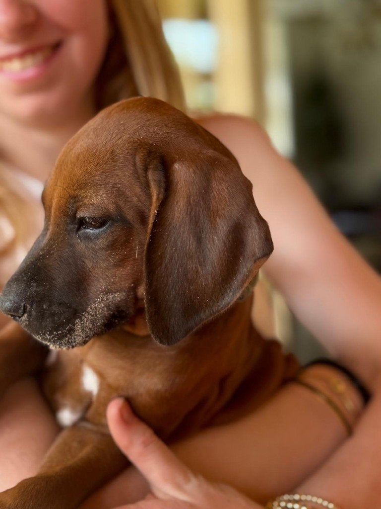 Rhodesian Ridgeback geboren | Nog 1 reu & 1 teef | FCI, Overige rassen, CDV (hondenziekte), 8 tot 15 weken, Meerdere