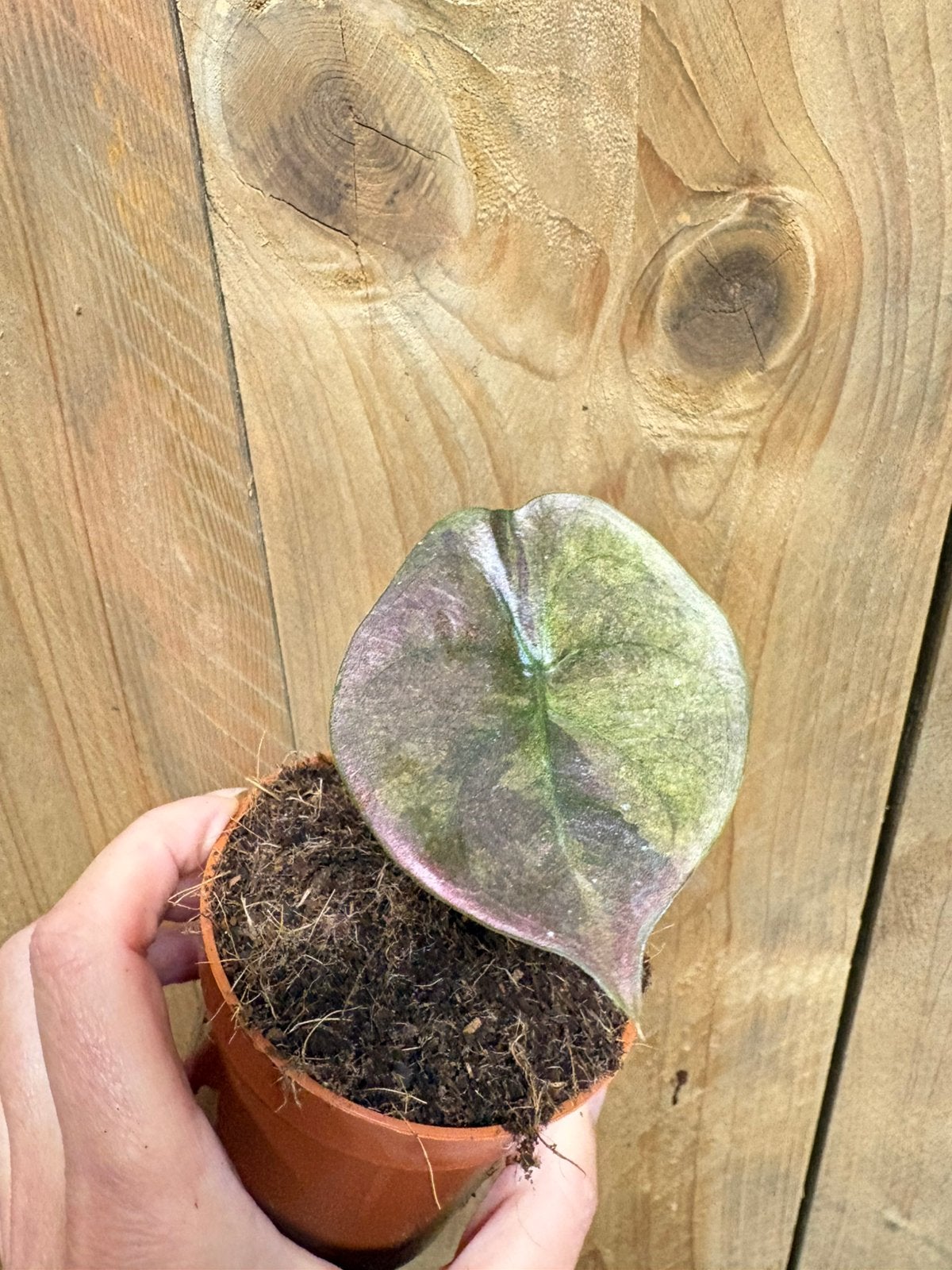 Alocasia cuprea red secret gold aurea mint variegata plant, Ophalen of Verzenden, Halfschaduw, Minder dan 100 cm