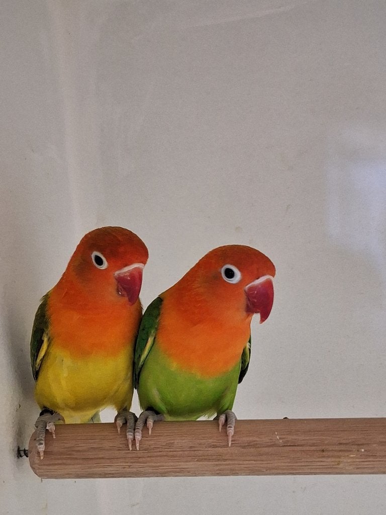 Agapornis Fischeri's, Vrouwelijk, Dwergpapegaai of Agapornis, Geringd