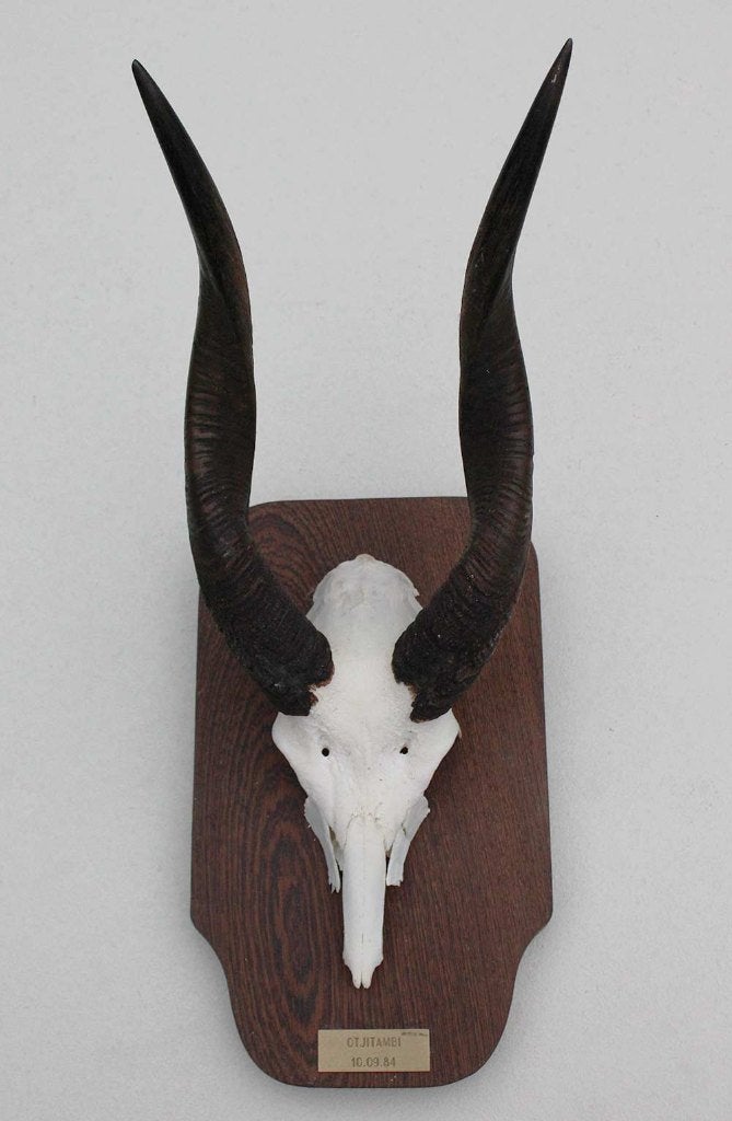Schedel Afrikaanse BUSHBUCK / BOSBOK ANTILOPE - ref. A, Ophalen of Verzenden, Gebruikt, Wild dier, Schedel