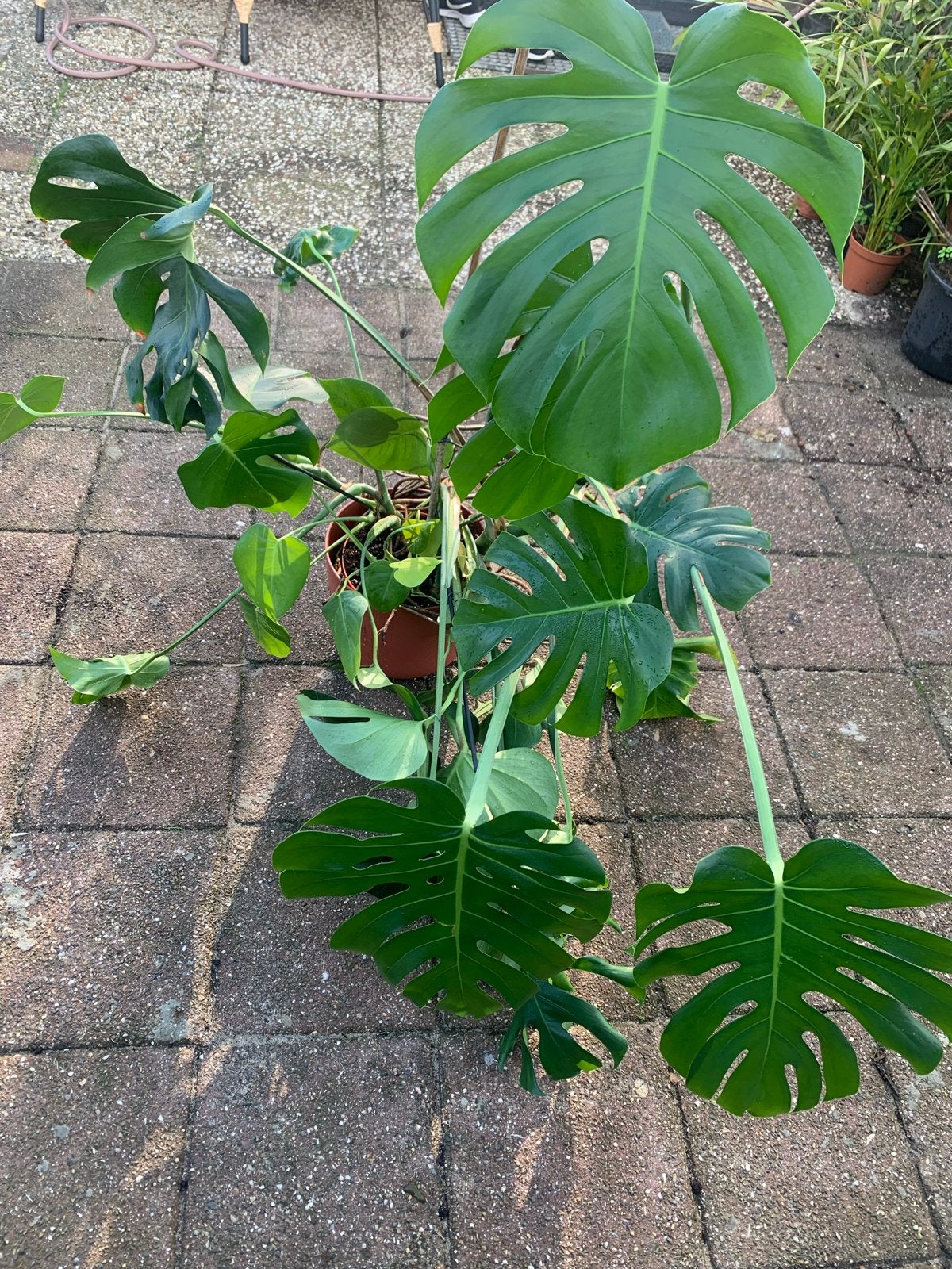 Grote Monstera Deliciosa - Kamerplant, Overige soorten, Vaste plant, Ophalen of Verzenden, Bloeit niet
