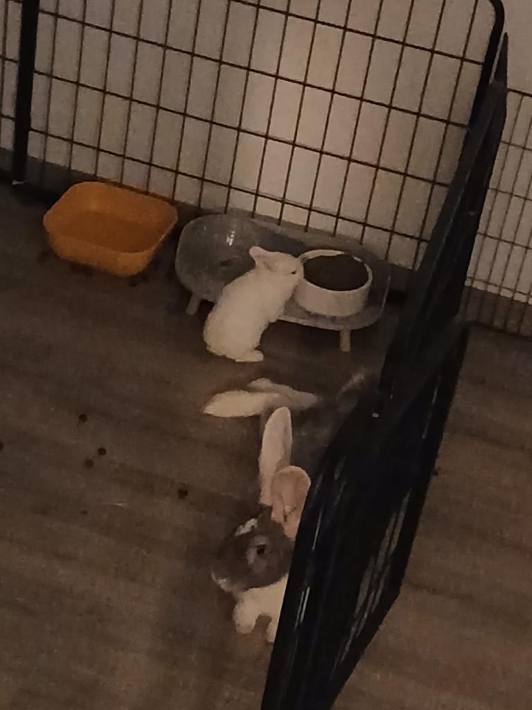 Konijn, Dieren en Toebehoren, Mannelijk, Groot