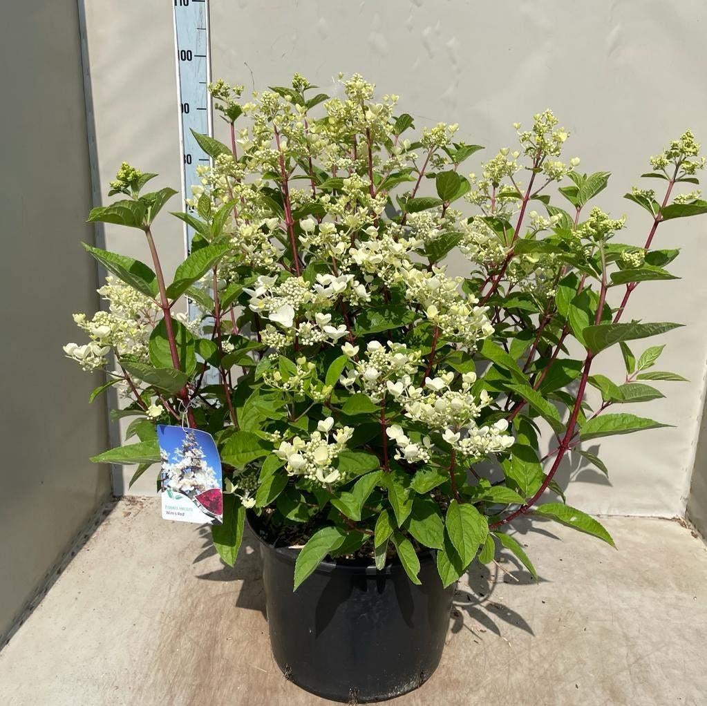 Pluimhortensia, Hydrangea Wims Red, Tuin en Terras, Planten | Tuinplanten, Vaste plant, Halfschaduw, Zomer, Ophalen