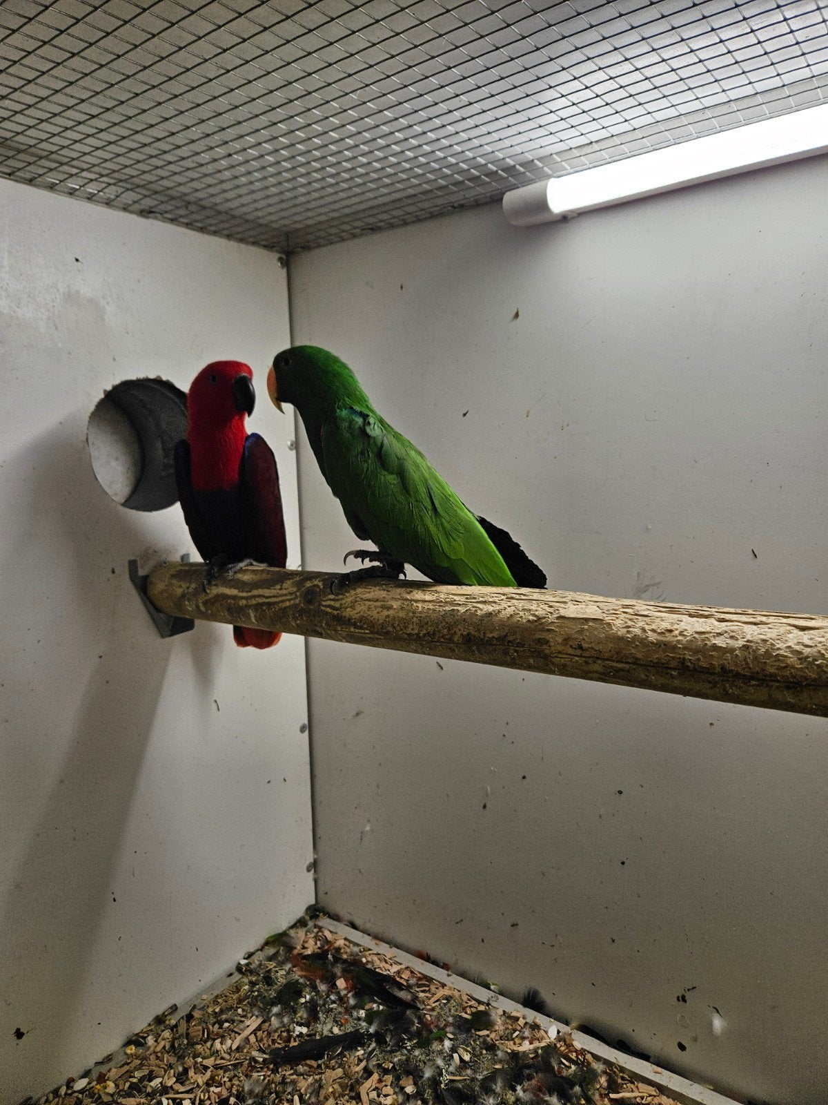 koppel edel papegaaien, Dieren en Toebehoren