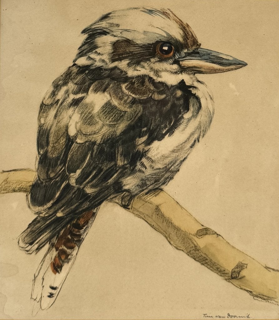 1127. Tekening, Tini van Doornik – kookaburra op tak, Ophalen
