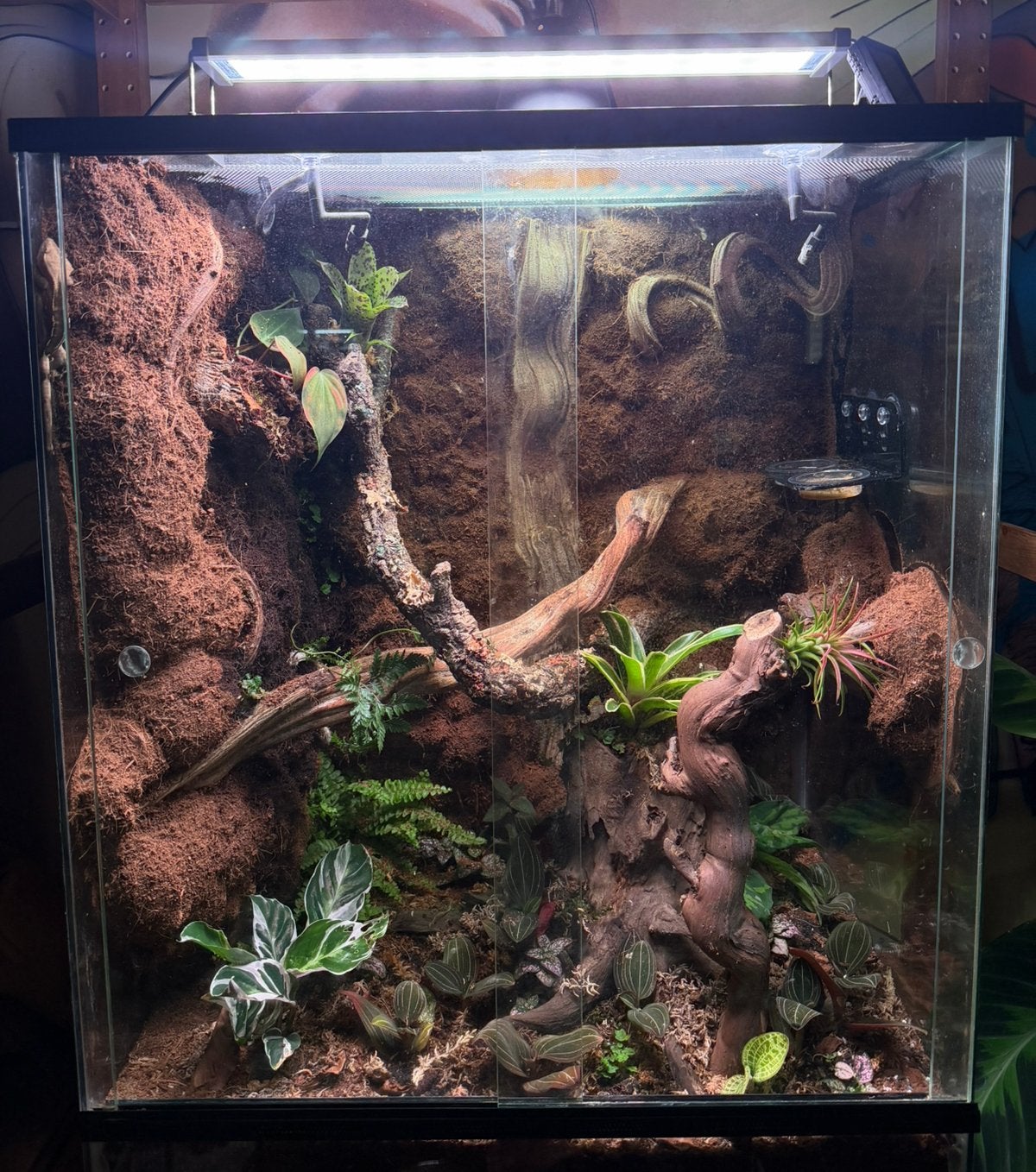 Bioactief vivarium, Ophalen, Zo goed als nieuw, Terrarium of Paludarium