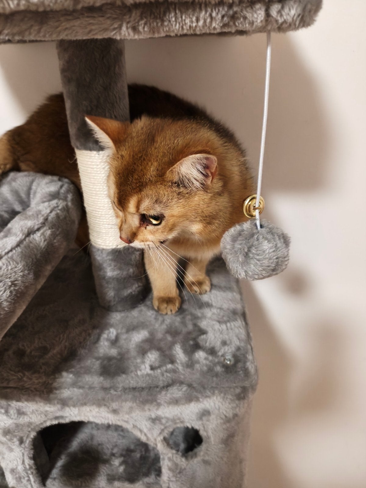Tekoop Golded shaded  kater 1 jaar oud   is niet geholpen, Kater, Ontwormd