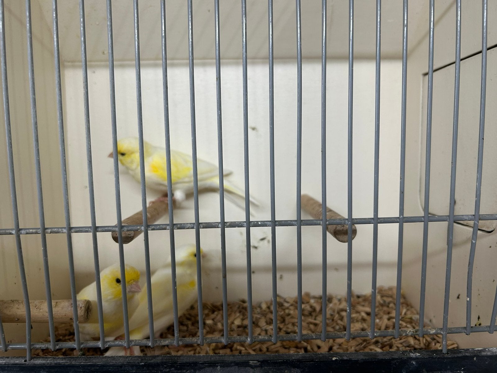 7 geel mozaïek kanaries., Dieren en Toebehoren, Vogels | Kanaries, Meerdere dieren, Kleurkanarie