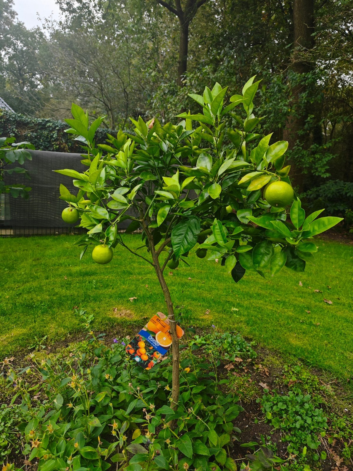 sinaasappelboompje met echte sinaasappels, Tuin en Terras, Ophalen, Overige soorten