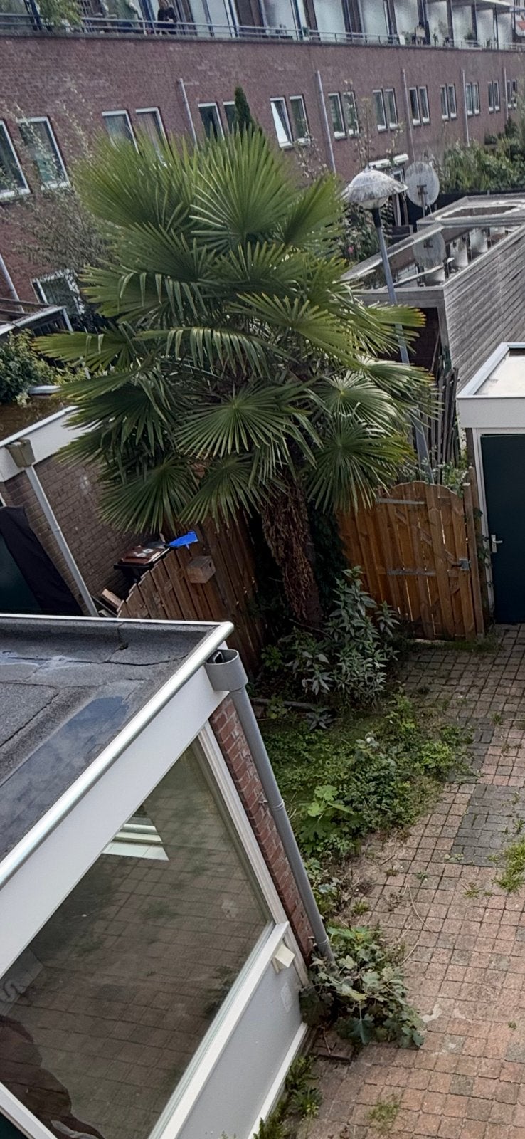Palmboom, Tuin en Terras, 100 tot 250 cm, Zomer, Palmboom, Ophalen
