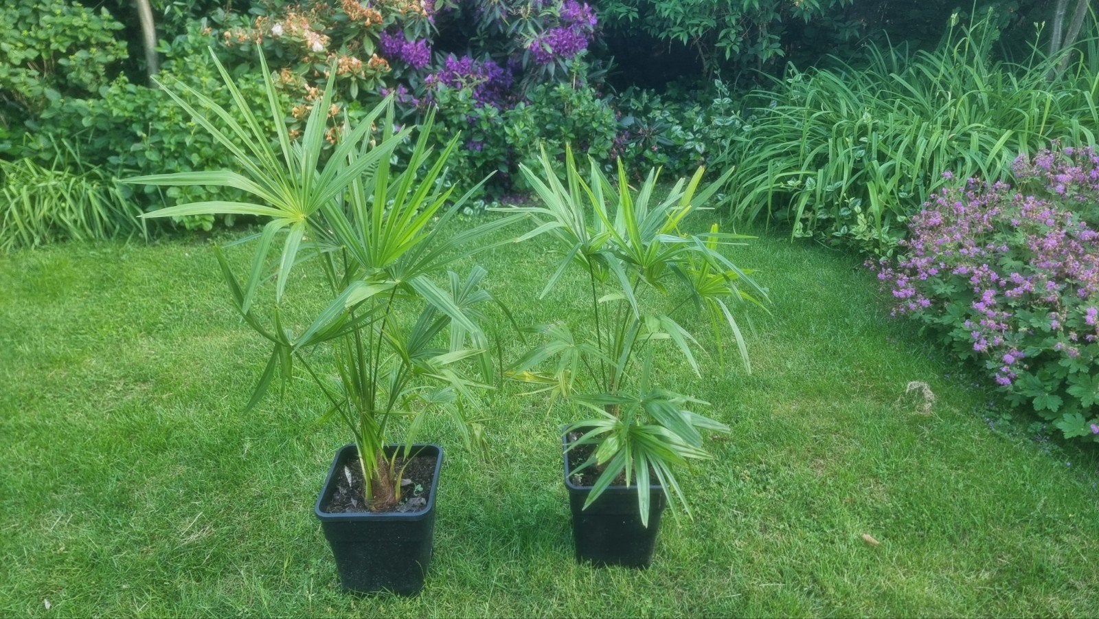 Winterharde palm, Ophalen of Verzenden, Vaste plant, Overige soorten, Volle zon