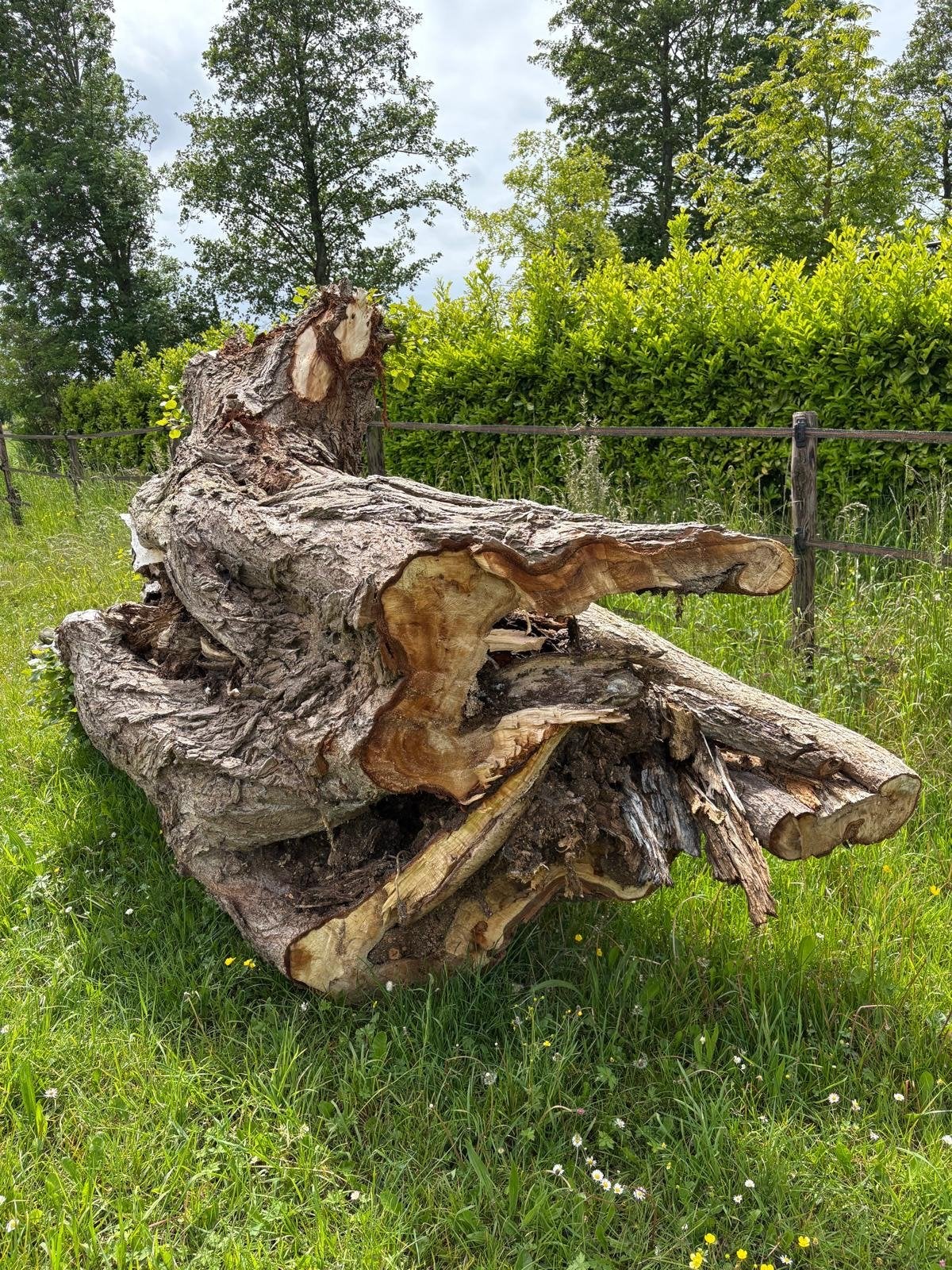 Grote wilg boomstam voor houtsnijwerk of decoratie., Ophalen, Overige houtsoorten, Minder dan 200 cm