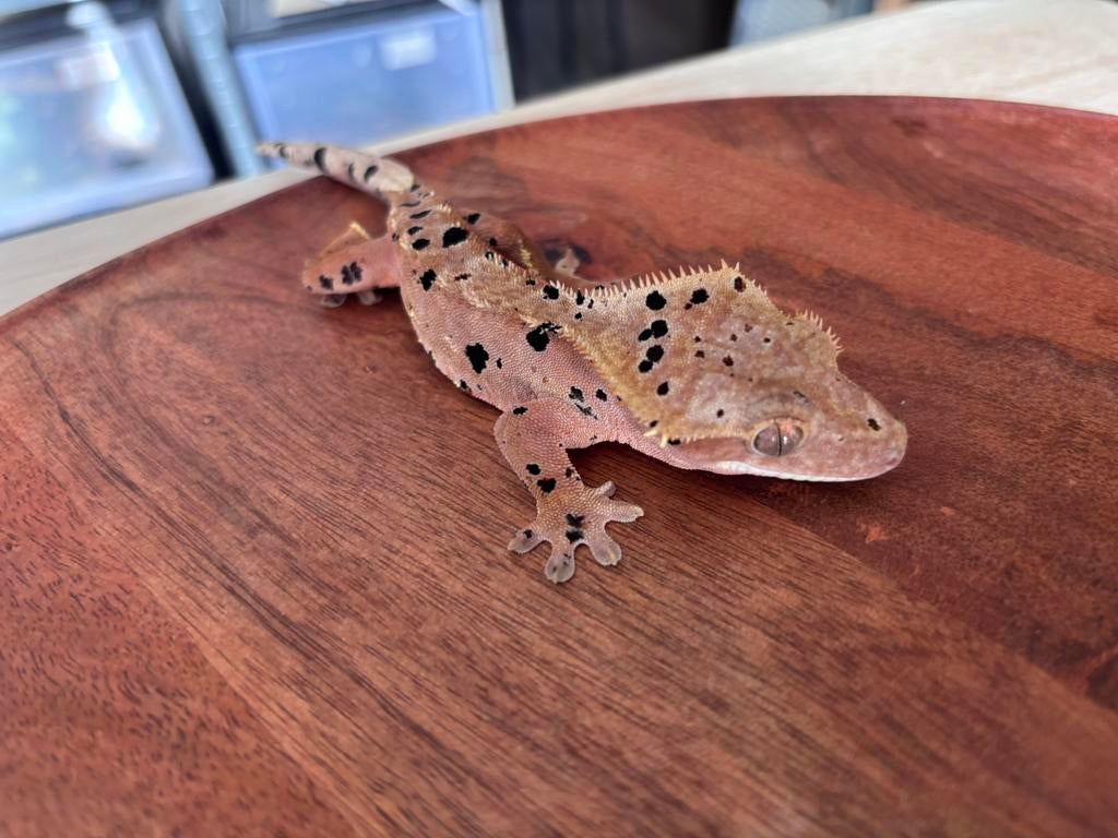 Correlophus ciliatus - Wimpergekko - Crested Gecko, Dieren en Toebehoren, Hagedis, 0 tot 2 jaar