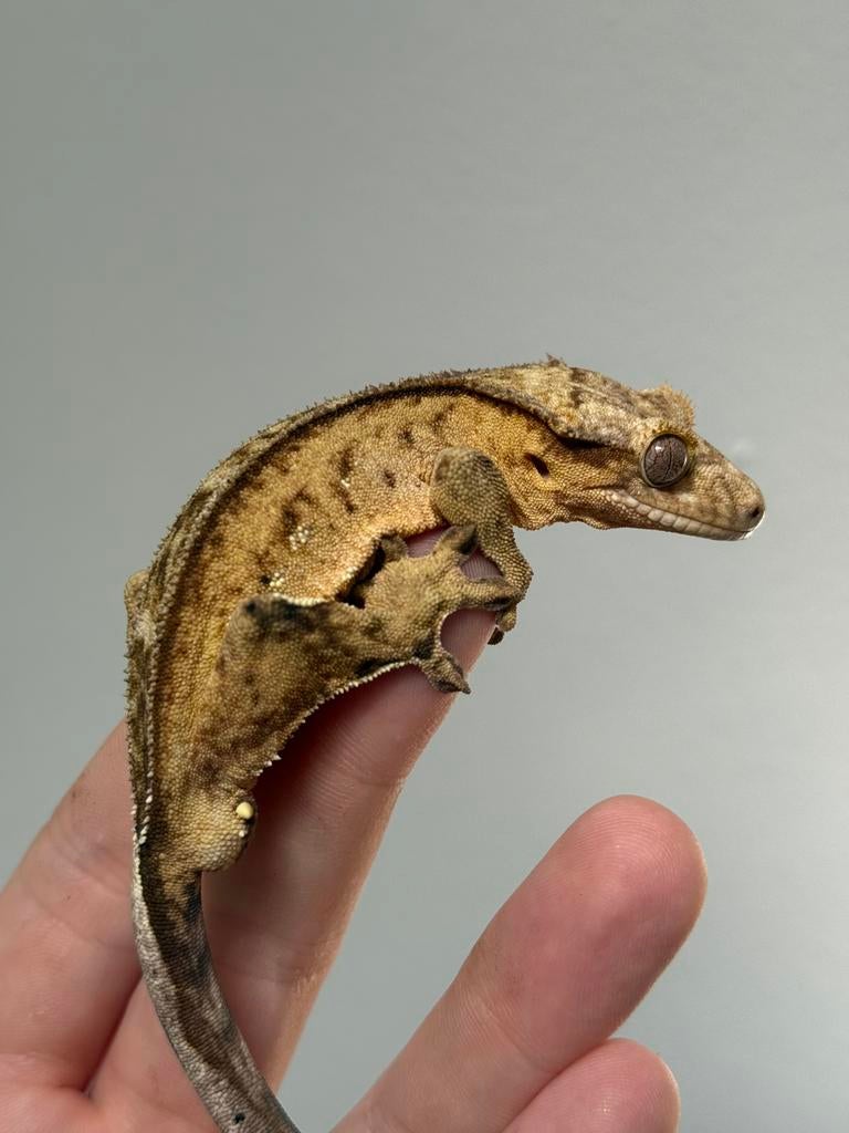 Wimpergekko, crested gecko, Dieren en Toebehoren, Reptielen en Amfibieën, Hagedis, 0 tot 2 jaar