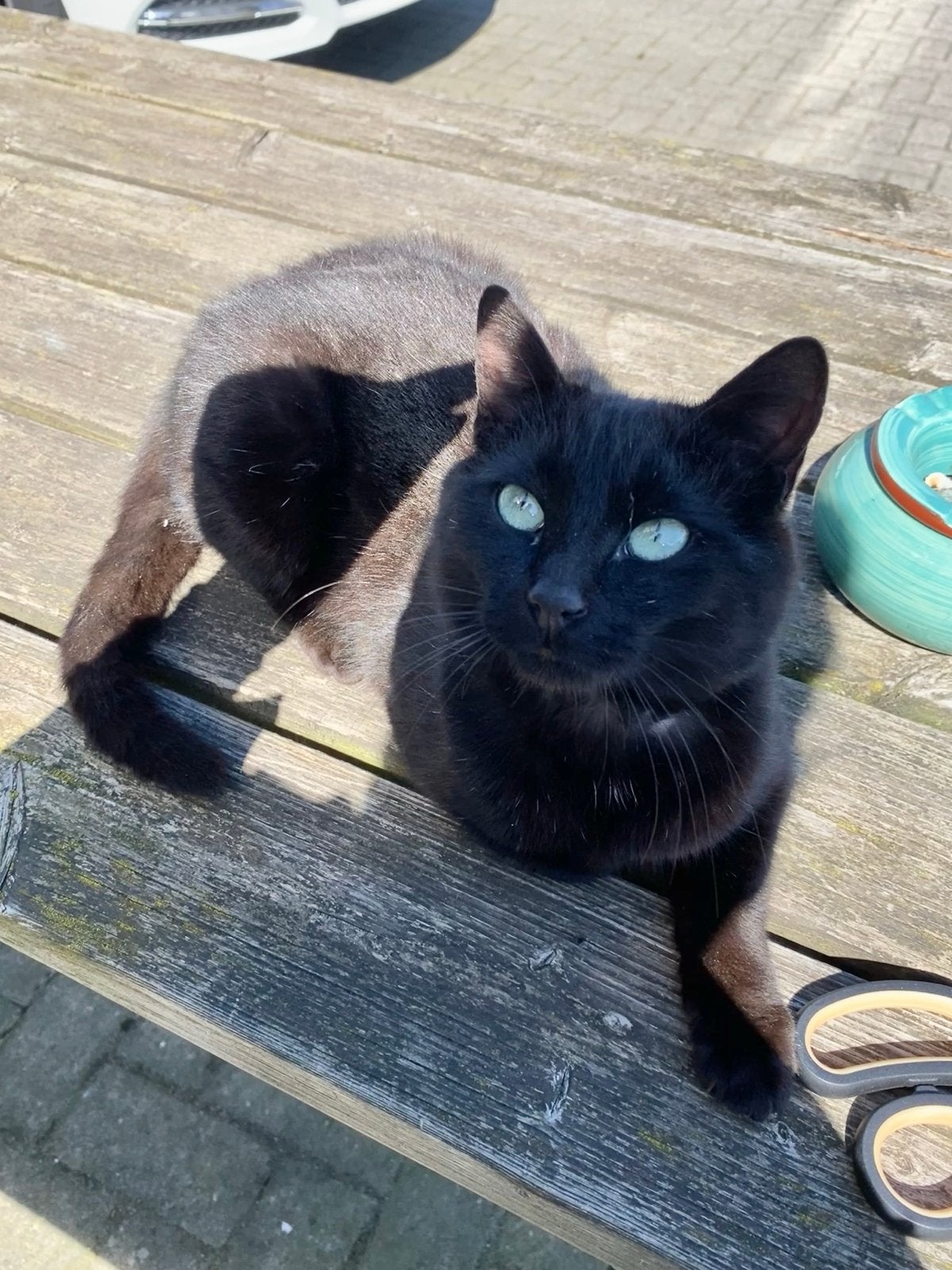 Zwarte aanhalige jonge (zwerf) kater zoekt gouden mand, Dieren en Toebehoren, Katten en Kittens | Overige Katten, Kater