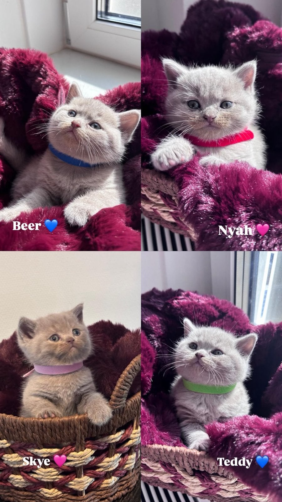 Lilac Britse korthaar kittens, Meerdere dieren, 0 tot 2 jaar