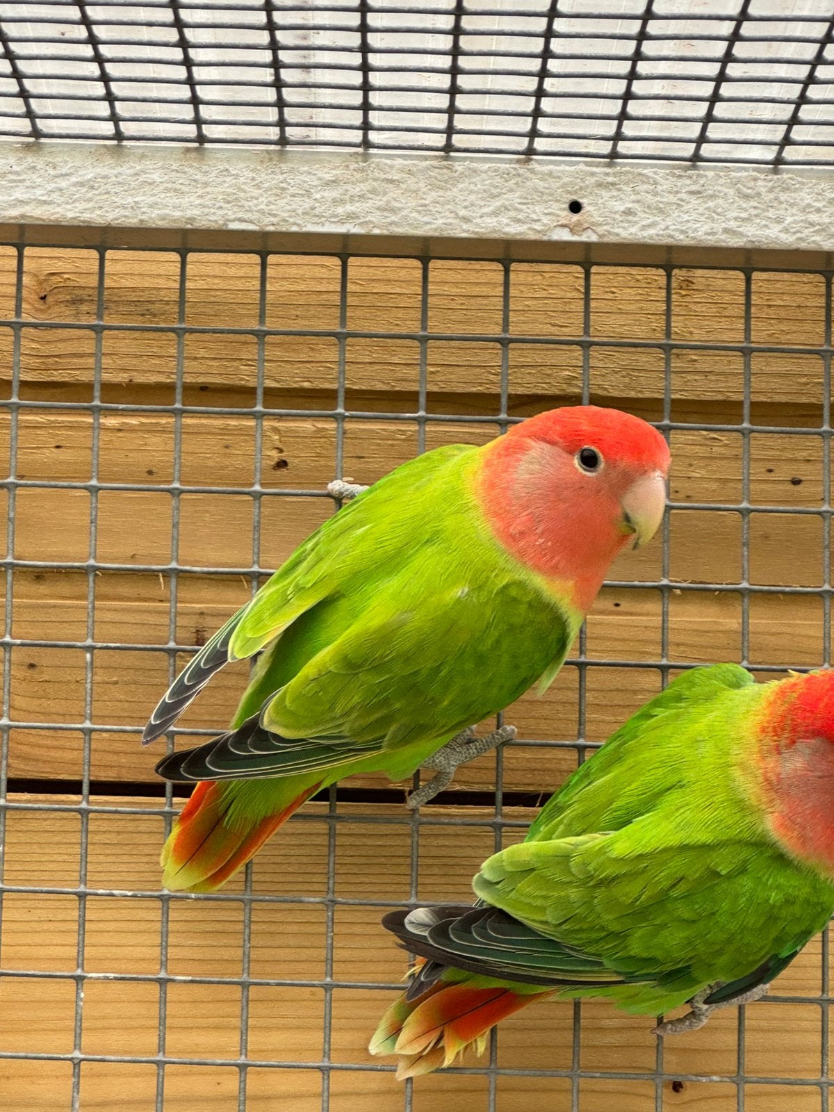 Agapornis roseicollie dwergpapegaai opaline groen pop, Dieren en Toebehoren, Vogels | Parkieten en Papegaaien, Vrouwelijk, Dwergpapegaai of Agapornis