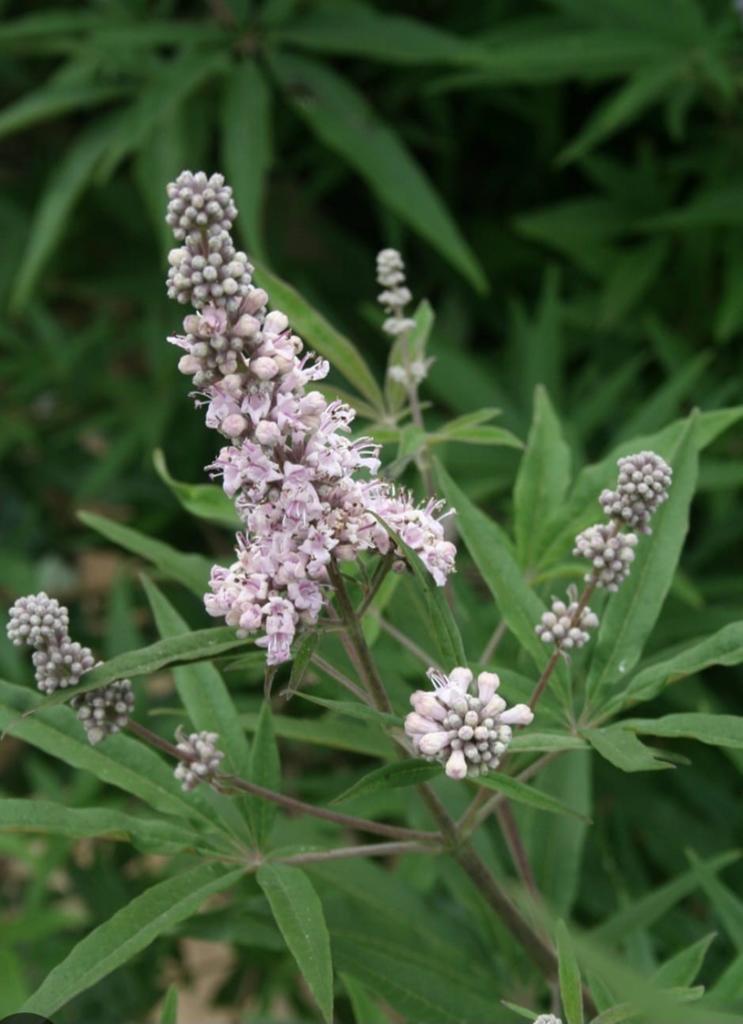Vitex, Tuin en Terras, Ophalen, Overige soorten, Minder dan 100 cm