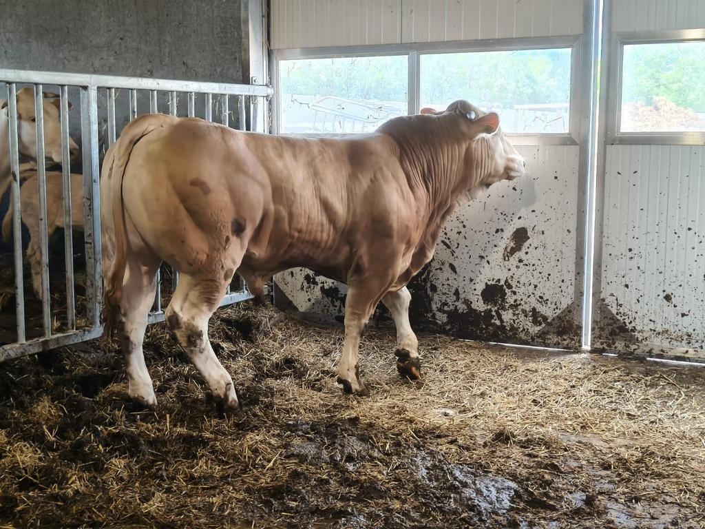 Blonde Aquitaine Dekstieren, Dieren en Toebehoren, Runderen, Mannelijk, 0 tot 2 jaar