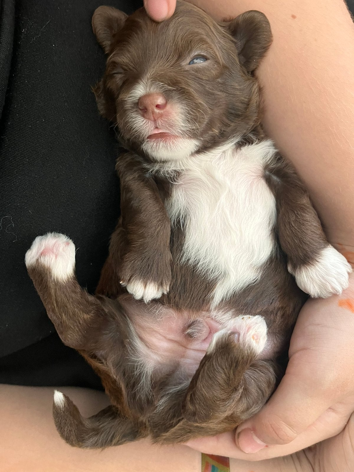 Puppy’s, 8 tot 15 weken, Parvo, Meerdere, Meerdere dieren